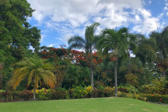 Wingfield Rainforest and Romney Hike in St Kitts, photo 5