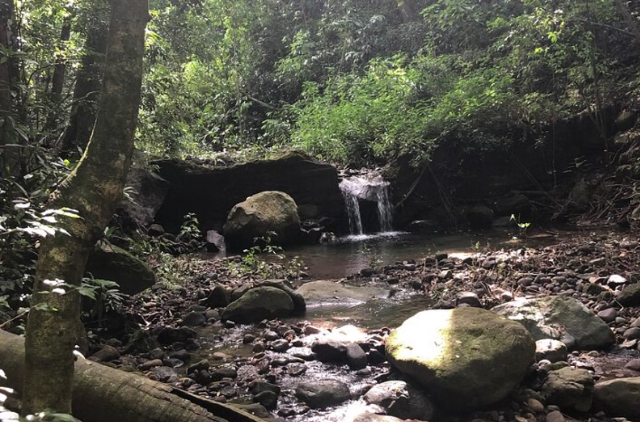 Wingfield Rainforest and Romney Hike in St Kitts gallery 2