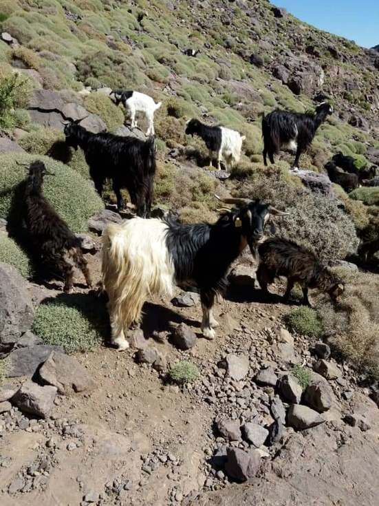 Atlas Mountains Hiking and Zipline Day Trip from Marrakech gallery 9