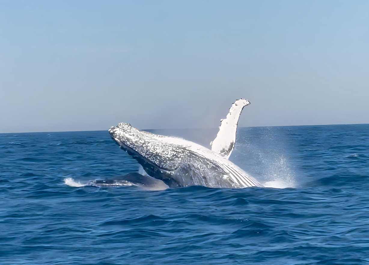 Whale Watching Sailing Expedition in Rio (Seasonal – 5 Hours) gallery 5