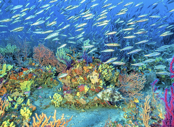Scuba Diving Experience in Nice – Beginner Dive in Villefranche Bay, photo 4