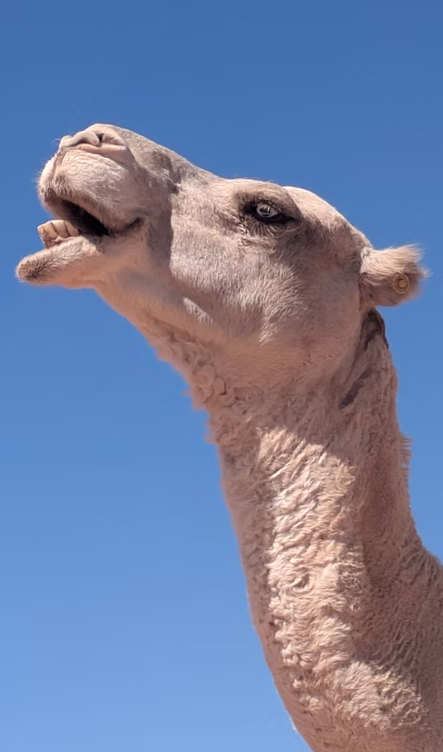 Sahara Trek & Desert Bushcraft Expedition, Morocco gallery 6