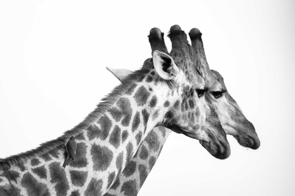 Greater Kruger Big-5 Walking Safari – Maseke Wilderness Trail gallery 2