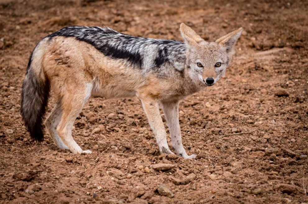 Greater Kruger Big-5 Walking Safari – Maseke Wilderness Trail gallery 5