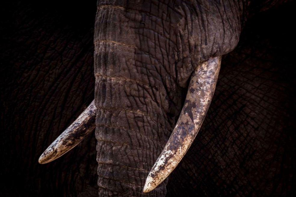 Greater Kruger Big-5 Walking Safari – Maseke Wilderness Trail gallery 7