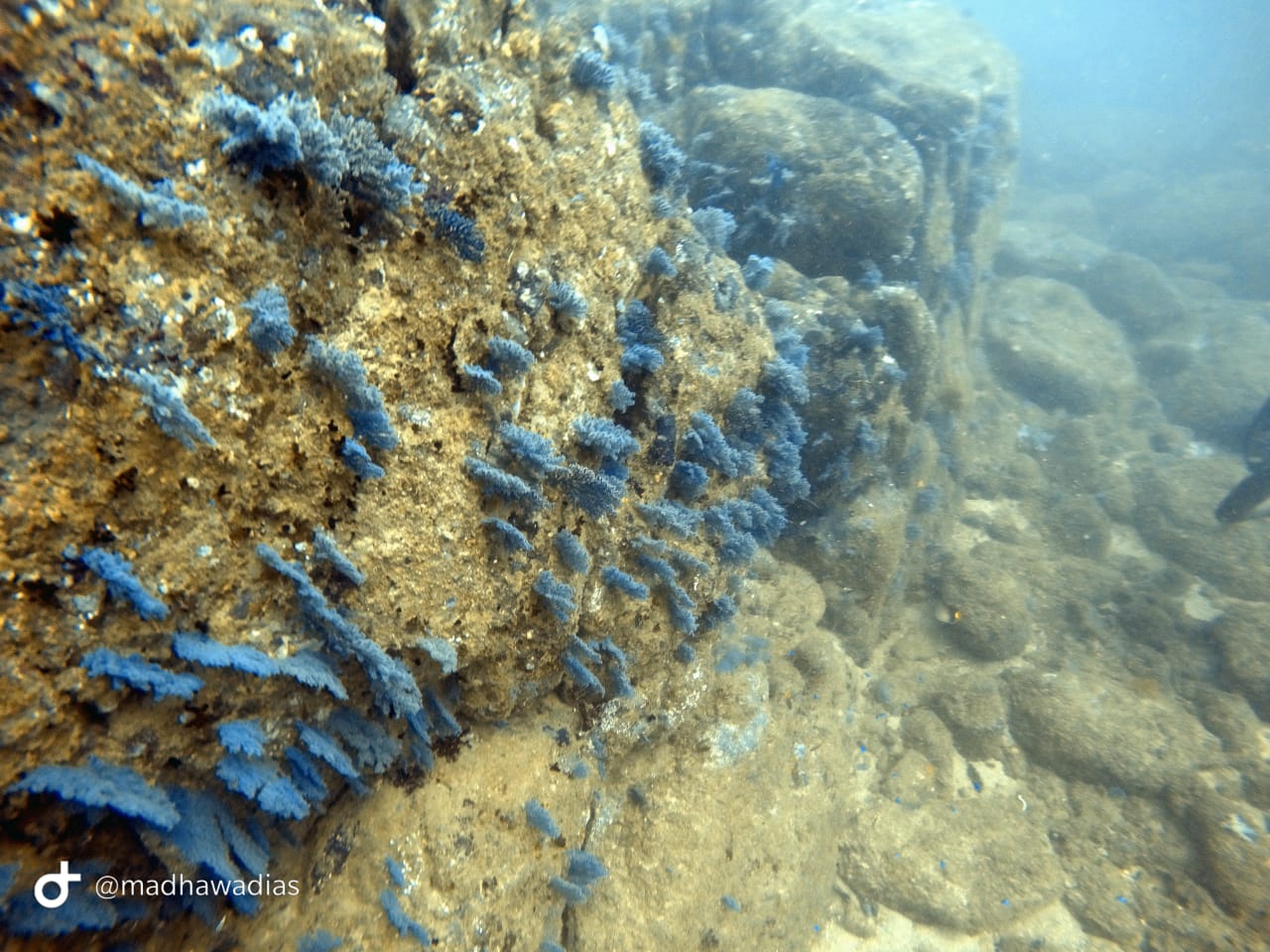 Scuba Diving Experience in Unawatuna – Reef & Wreck Dive gallery 4