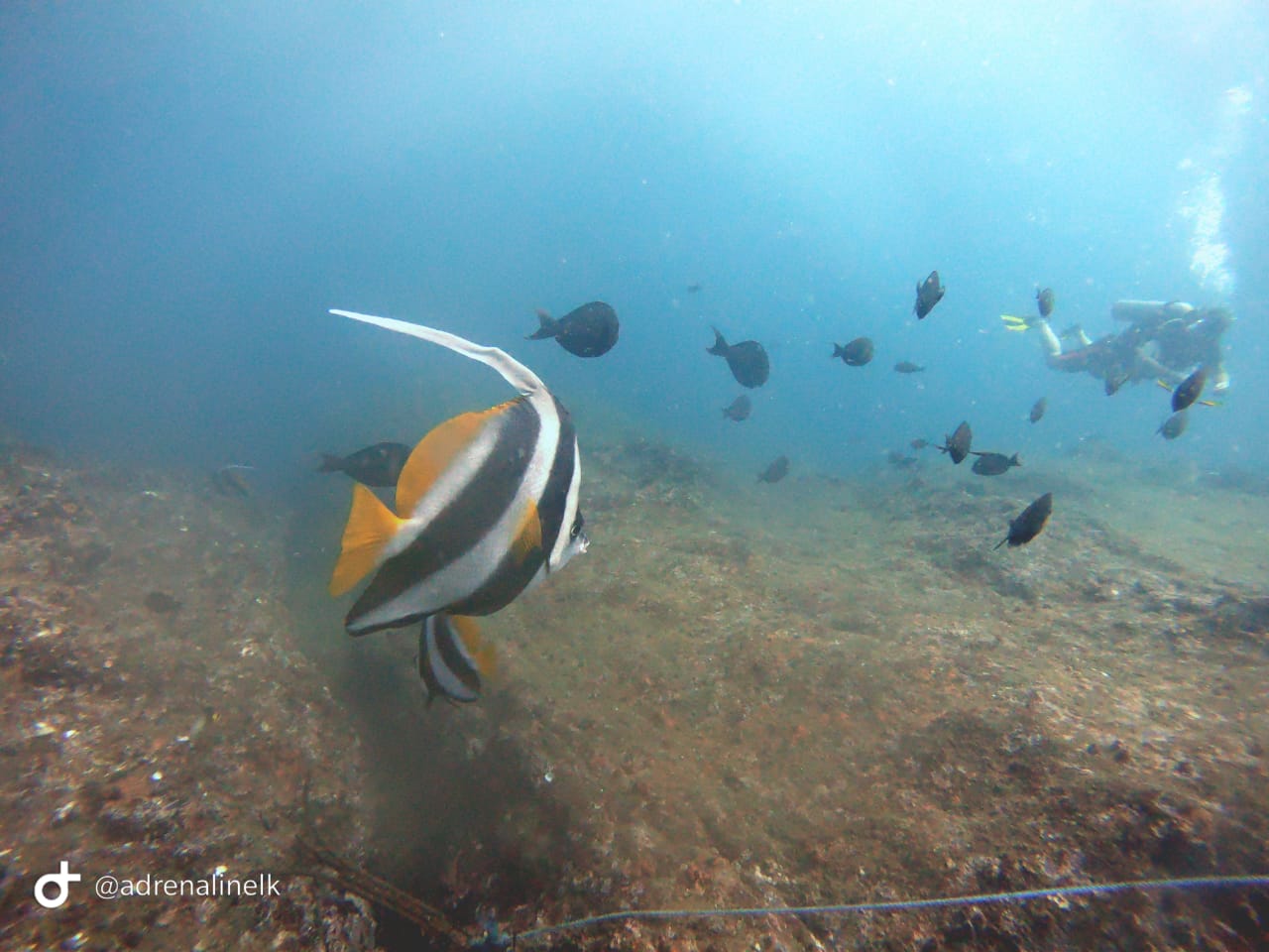 Scuba Diving Experience in Unawatuna – Reef & Wreck Dive gallery 3