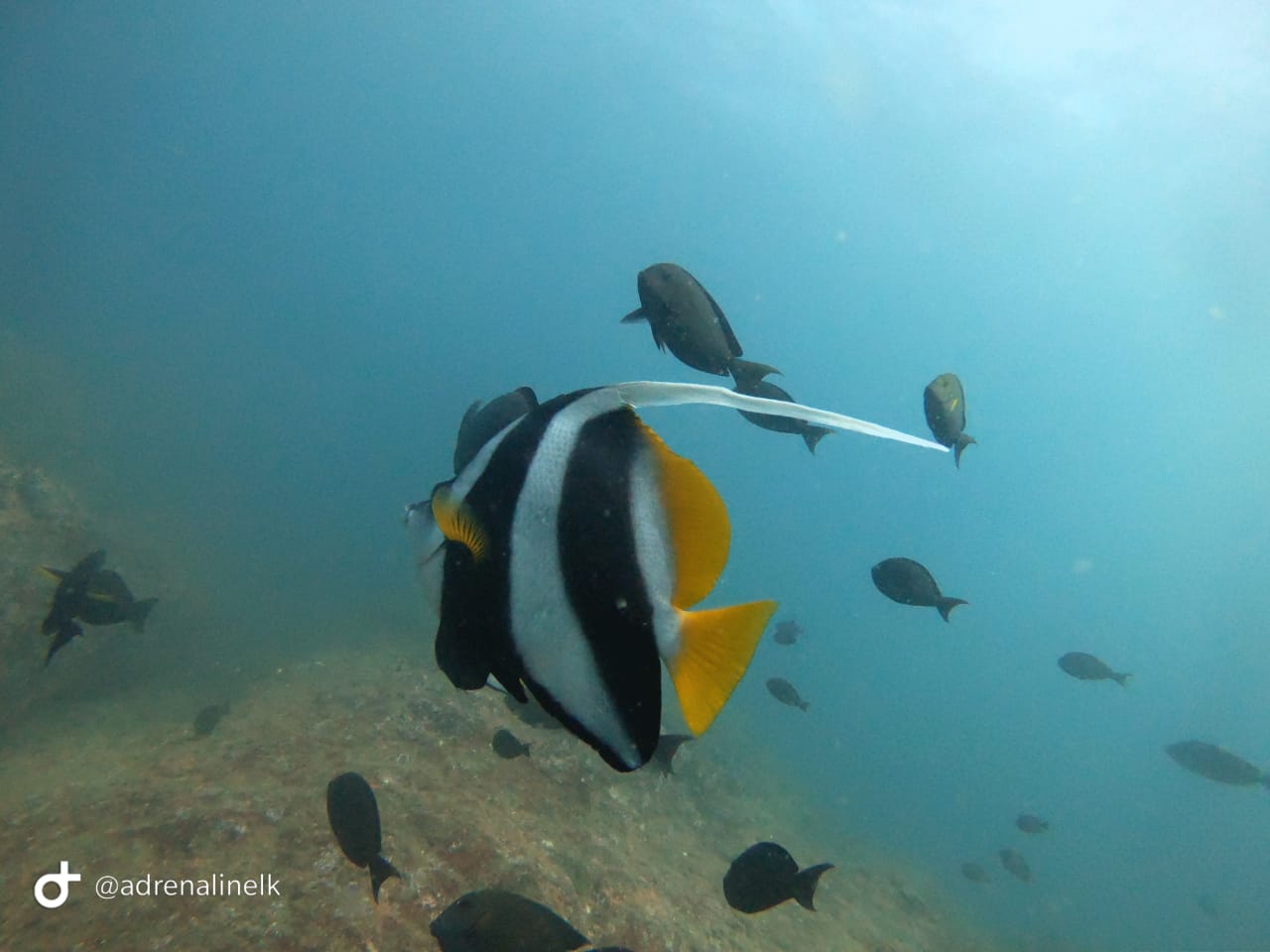 Scuba Diving Experience in Unawatuna – Reef & Wreck Dive, photo 5