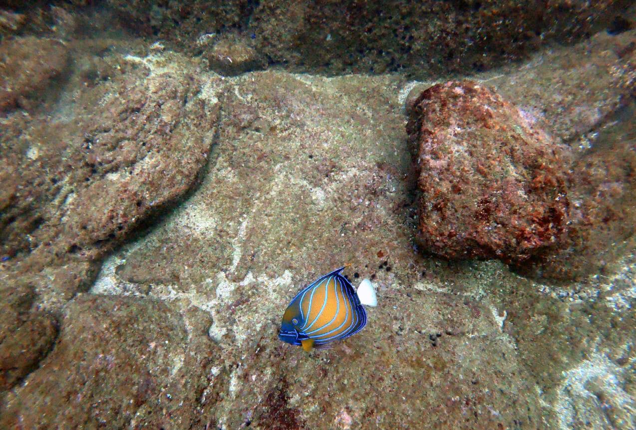 Scuba Diving Experience in Unawatuna – Reef & Wreck Dive gallery 7
