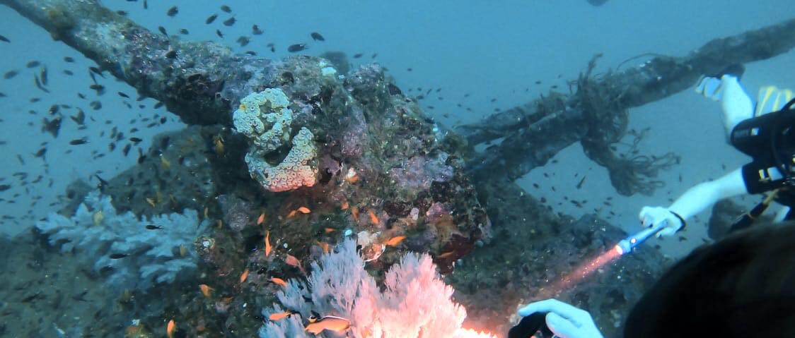 Scuba Diving Experience in Unawatuna – Reef & Wreck Dive gallery 8