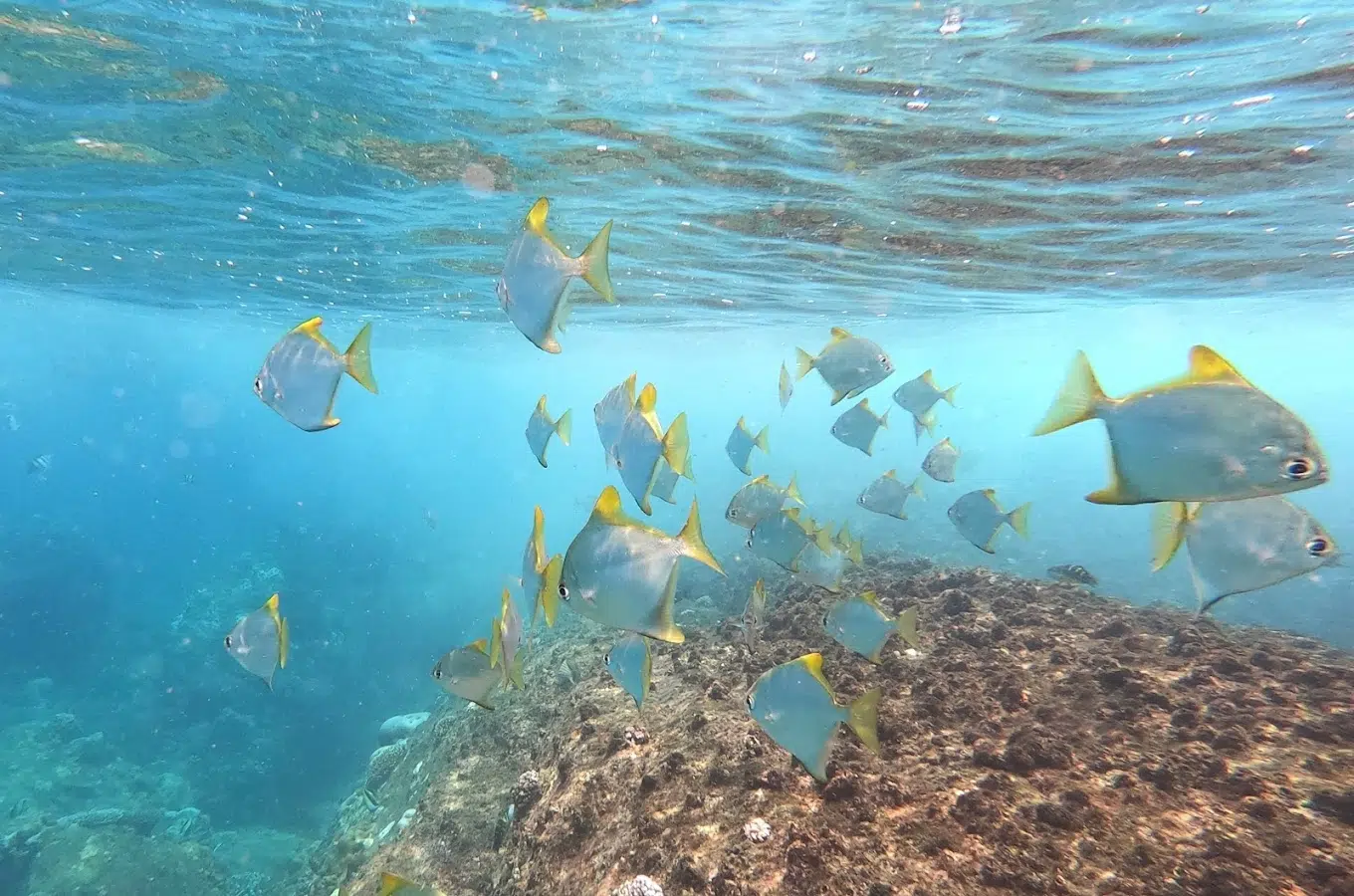 Snorkelling Experience in Unawatuna Bay – Guided Reef Tour, photo 2