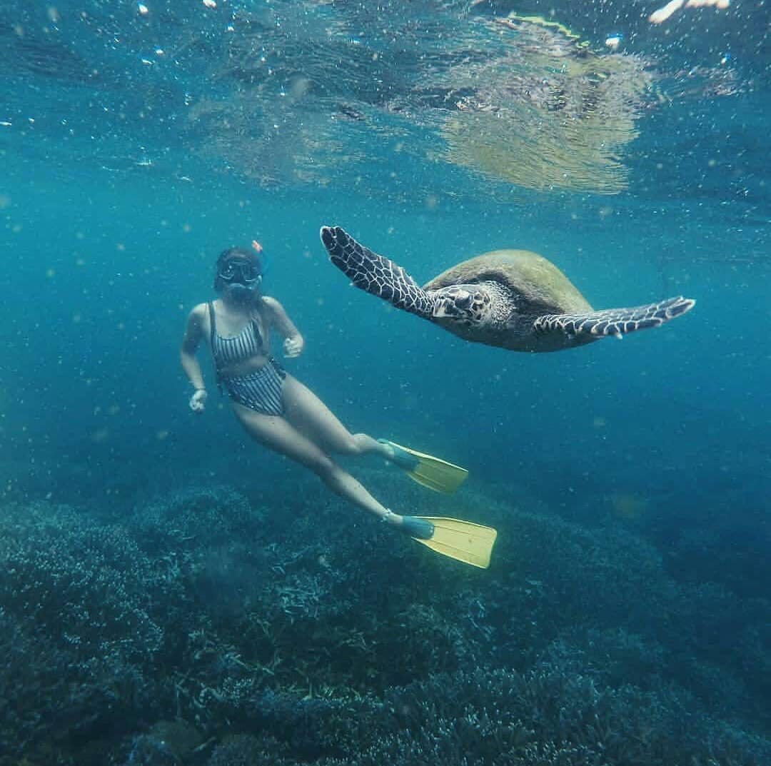 Private Turtle Snorkelling Experience in Mirissa gallery 3