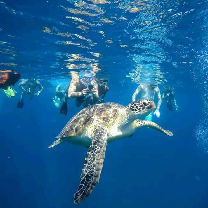 Private Turtle Snorkelling Experience in Mirissa gallery 4