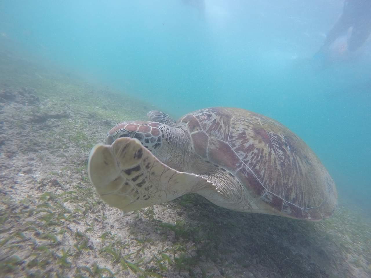 Private Turtle Snorkelling Experience in Mirissa gallery 5