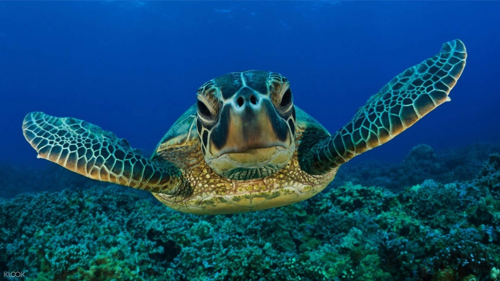 Private Turtle Snorkelling Experience in Mirissa, photo 5