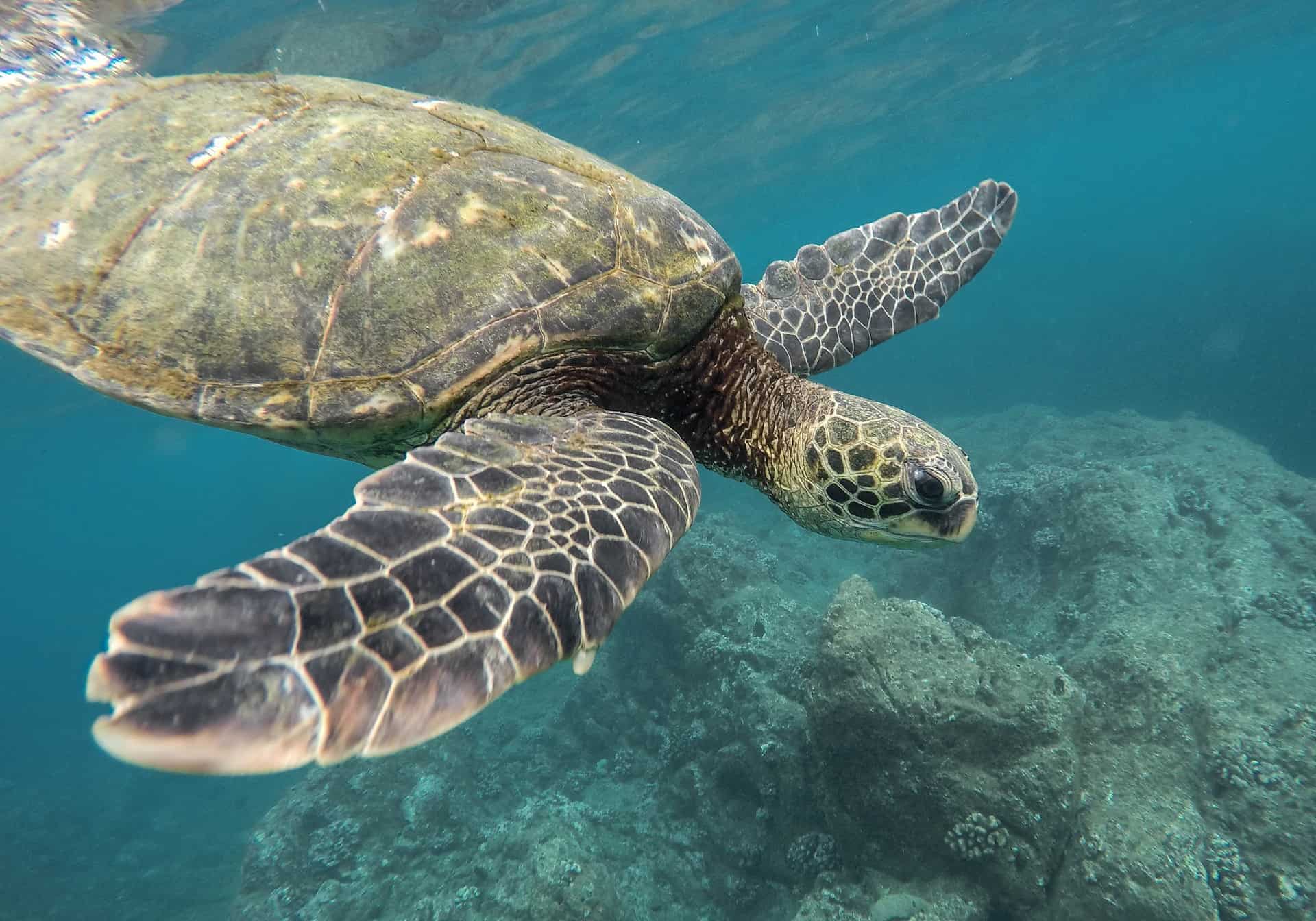 Private Night Scuba Diving Experience in Mirissa gallery 5