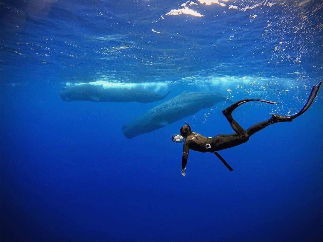 Whale Snorkelling Experience in Mirissa – Open Ocean Encounter, photo 2