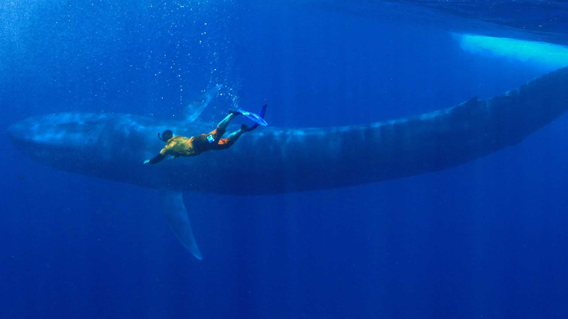 Whale Snorkelling Experience in Mirissa – Open Ocean Encounter gallery 4