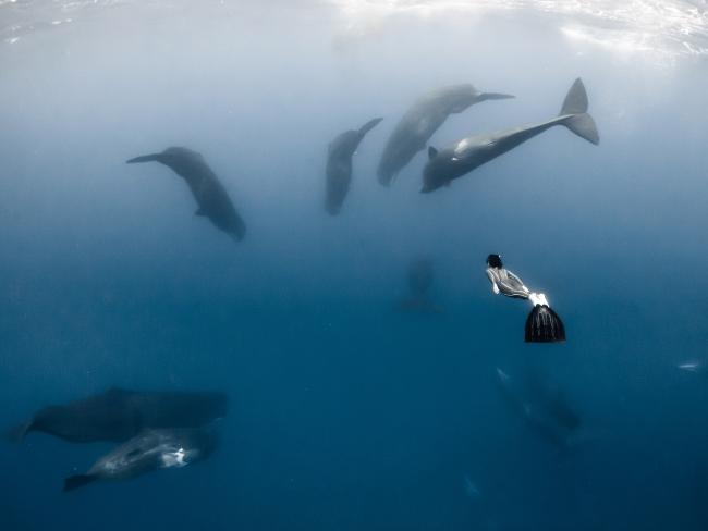 Whale Snorkelling Experience in Mirissa – Open Ocean Encounter gallery 5