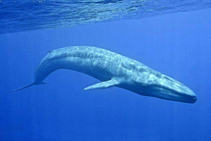 Whale Snorkelling Experience in Mirissa – Open Ocean Encounter gallery 6