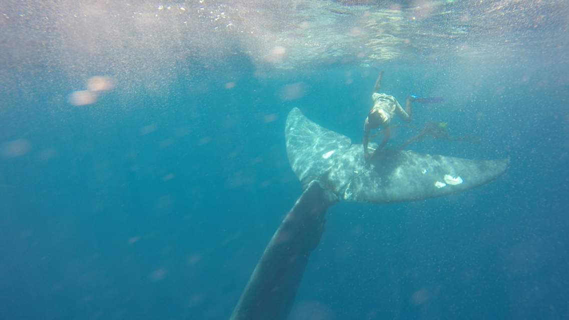 Whale Snorkelling Experience in Mirissa – Open Ocean Encounter gallery 7