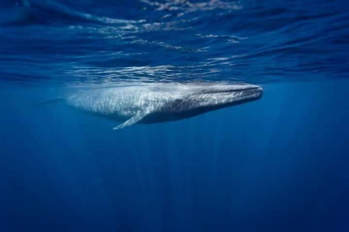 Whale Snorkelling Experience in Mirissa – Open Ocean Encounter gallery 8