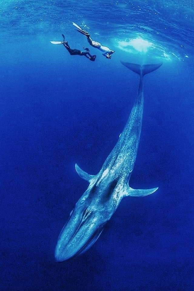 Whale Snorkelling Experience in Mirissa – Open Ocean Encounter gallery 9