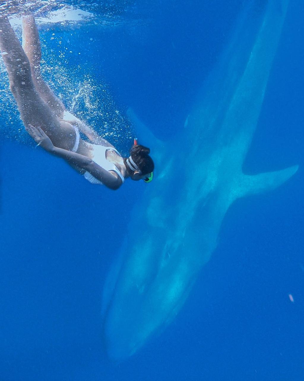 Whale Snorkelling Experience in Mirissa – Open Ocean Encounter, photo 5