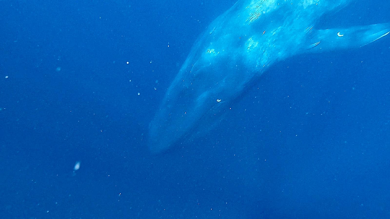 Whale Snorkelling Experience in Mirissa – Open Ocean Encounter gallery 2