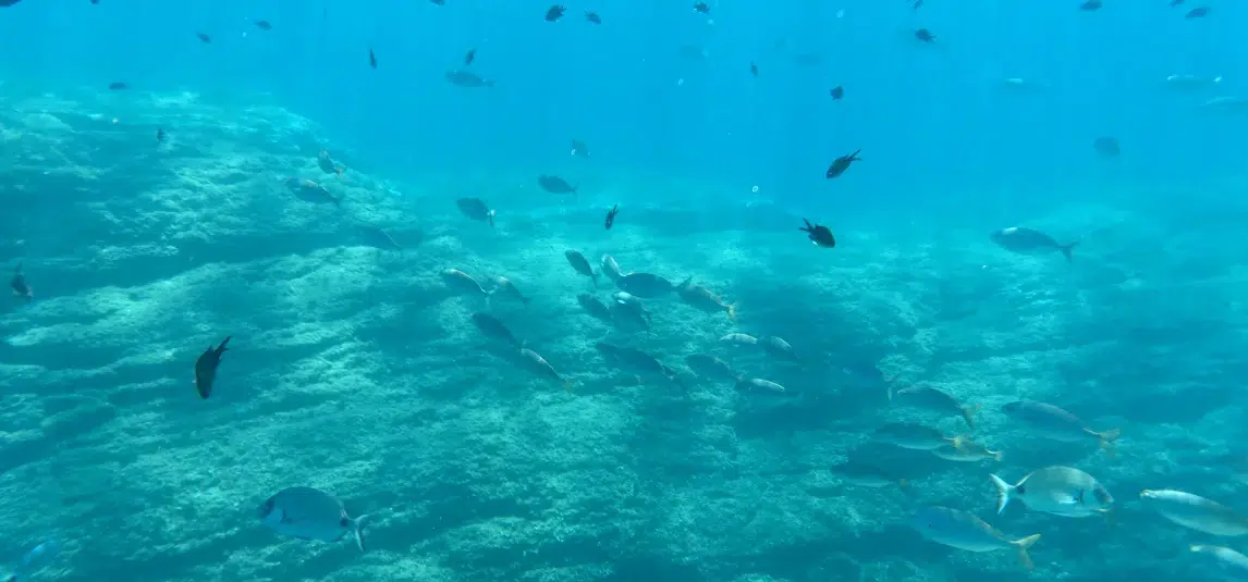 Catamaran Cruise from Roses to the Medes Islands with BBQ & Snorkelling gallery 5
