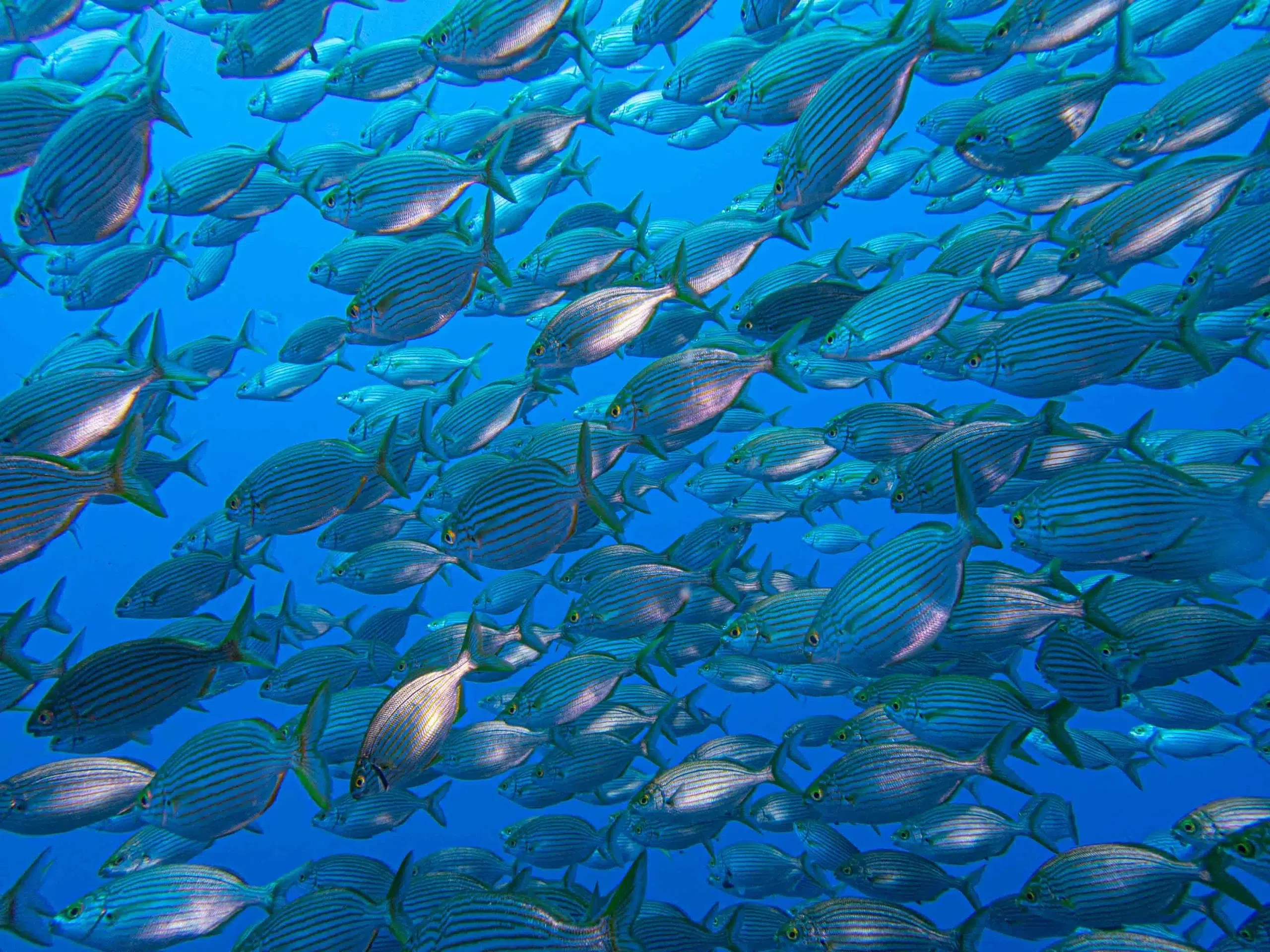 2 Boat Dives in Garajau Marine Reserve (Certified Divers), photo 4