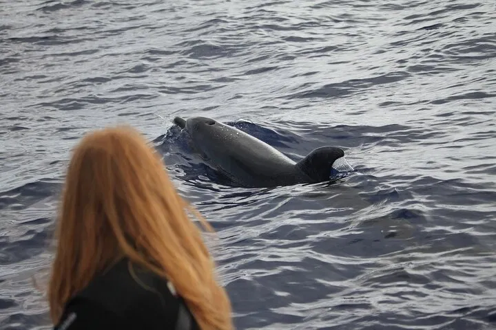 Responsible Whale & Dolphin Watching Speedboat Tour from Funchal, photo 4