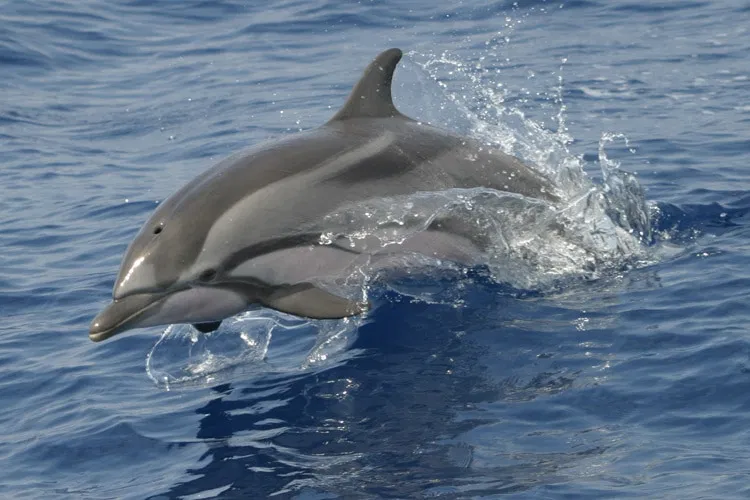 Whale & Dolphin Watching Speedboat Tour from Funchal gallery 7