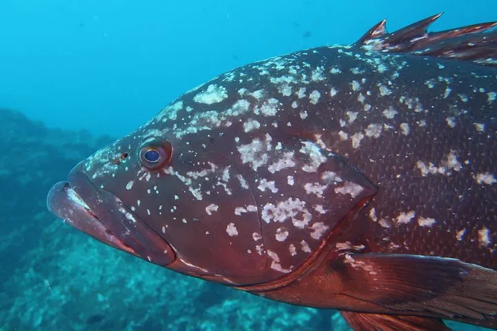 PADI Scuba Diver Course in Madeira (2 Days) gallery 7
