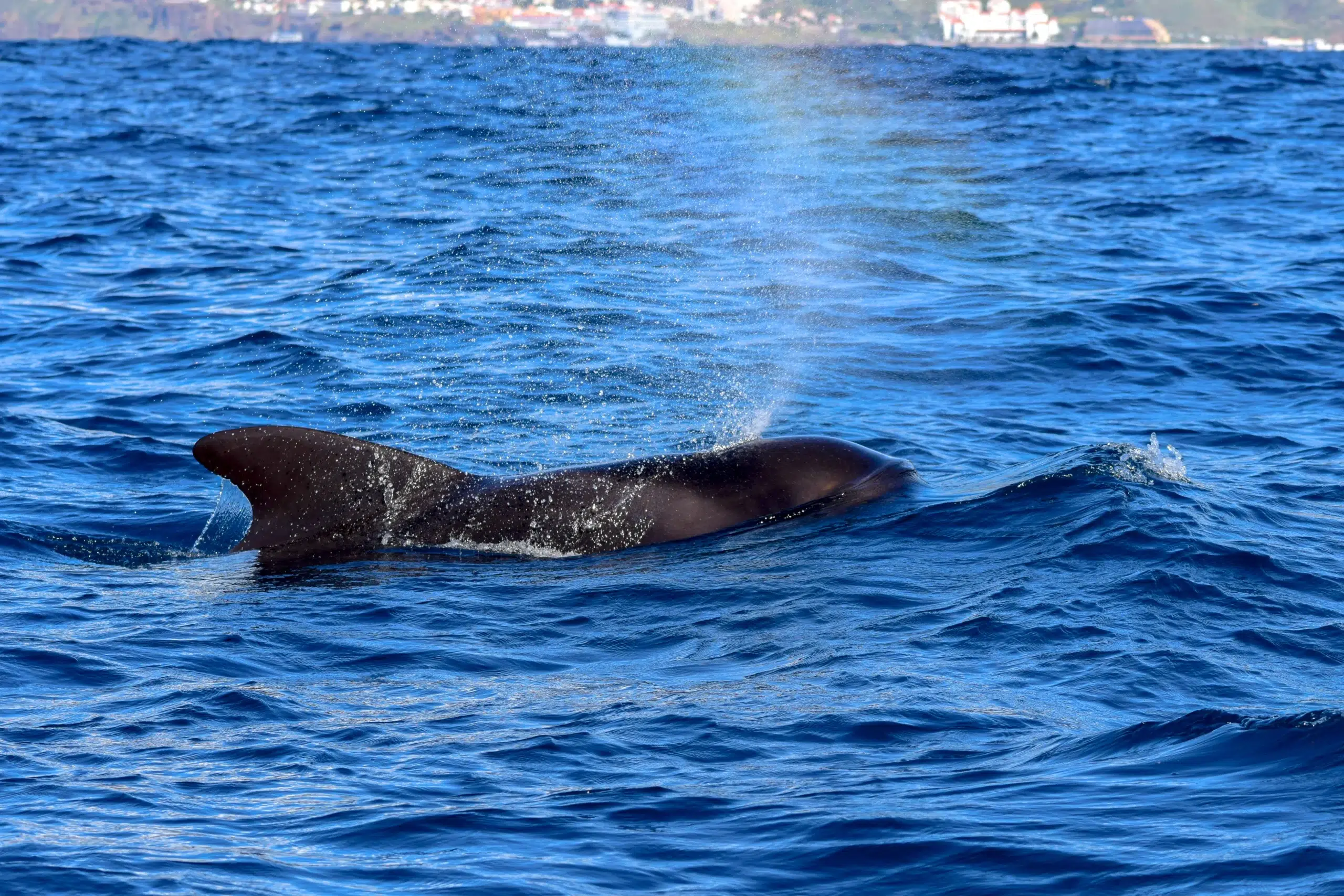 Responsible Whale & Dolphin Watching Speedboat Tour from Funchal gallery 8