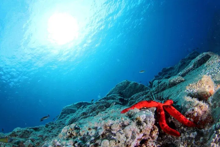 Discover Scuba Diving at Ponta de São Lourenço (Beginner Ocean Dive) gallery 6