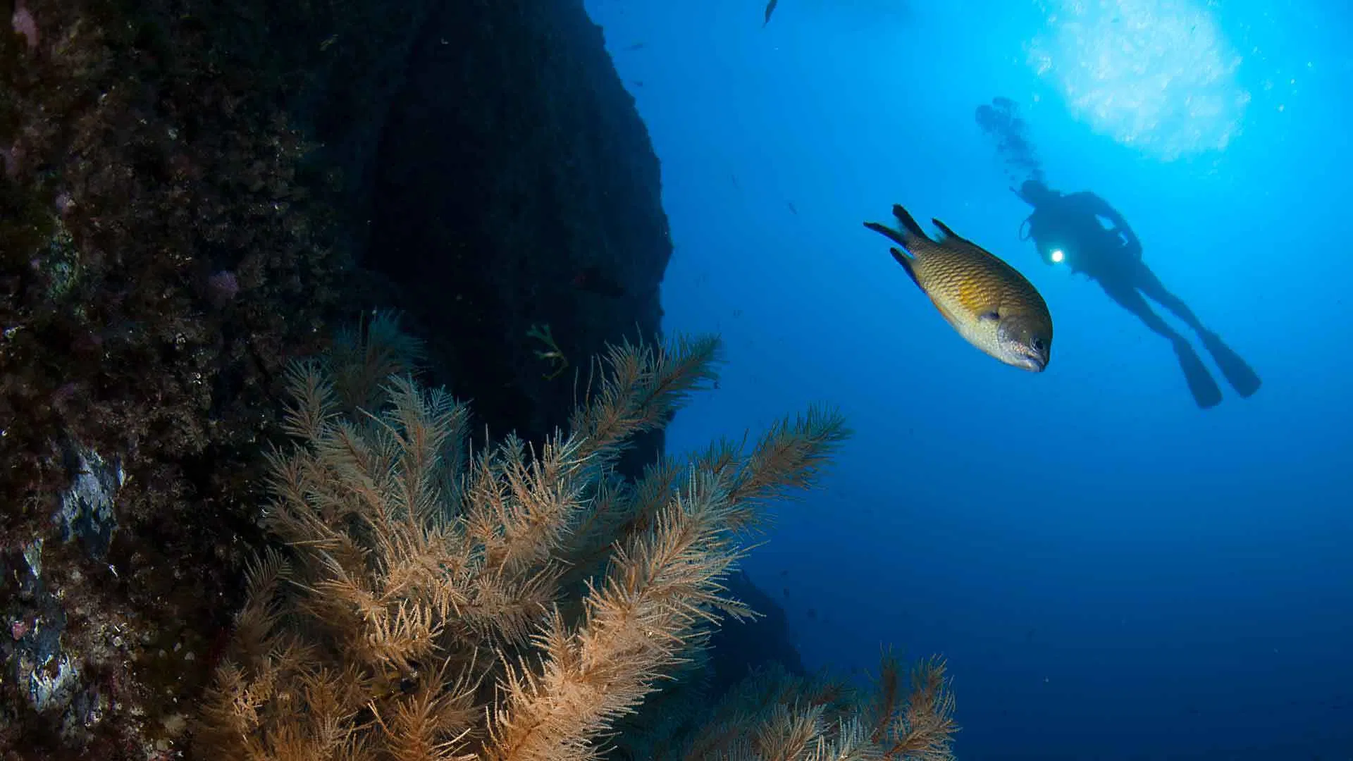 Private 2-Dive Boat Trip to Ponta de São Lourenço (Certified Divers), listing photo