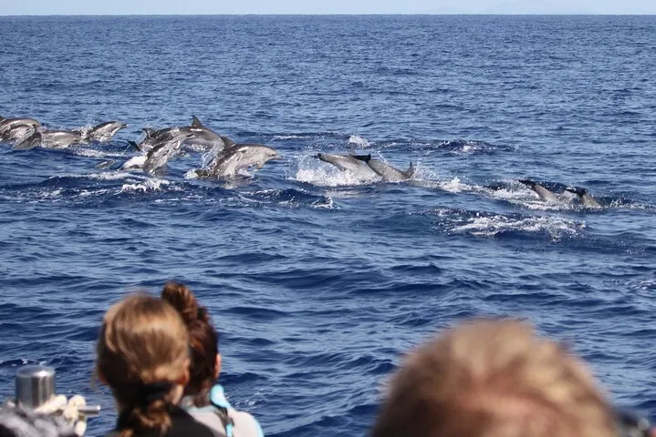 Responsible Whale & Dolphin Watching Speedboat Tour from Funchal, photo 3