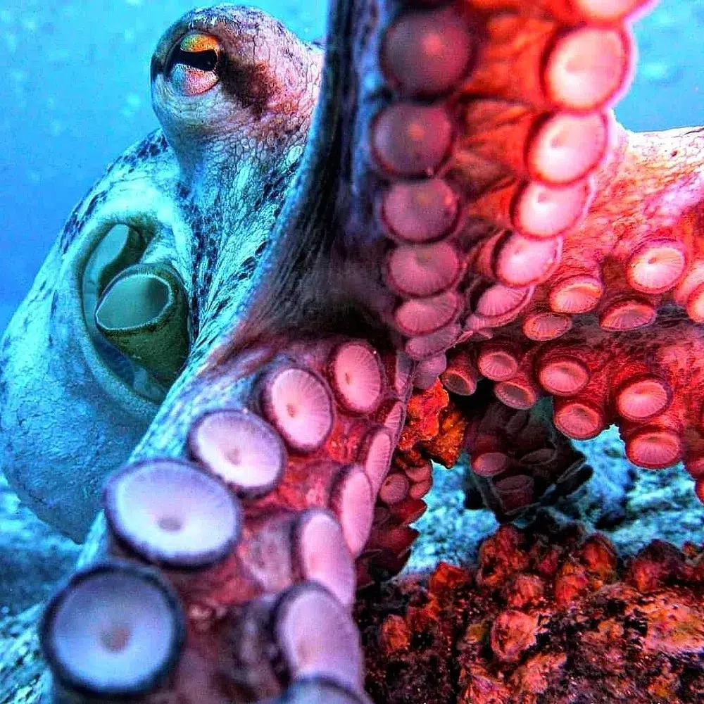 2 Boat Dives in Garajau Marine Reserve (Certified Divers) gallery 4
