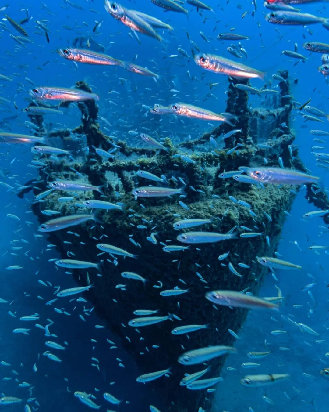 Corveta Afonso Cerqueira Wreck Dive (Boat Dive from Funchal) gallery 3