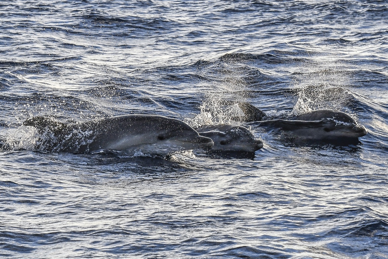 Sunrise Dolphin Watching Boat Trip from Playa de Palma, photo 5