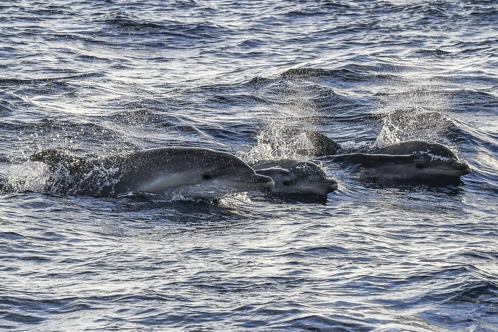 Sunrise Dolphin Watching Boat Trip from Playa de Palma, photo 2