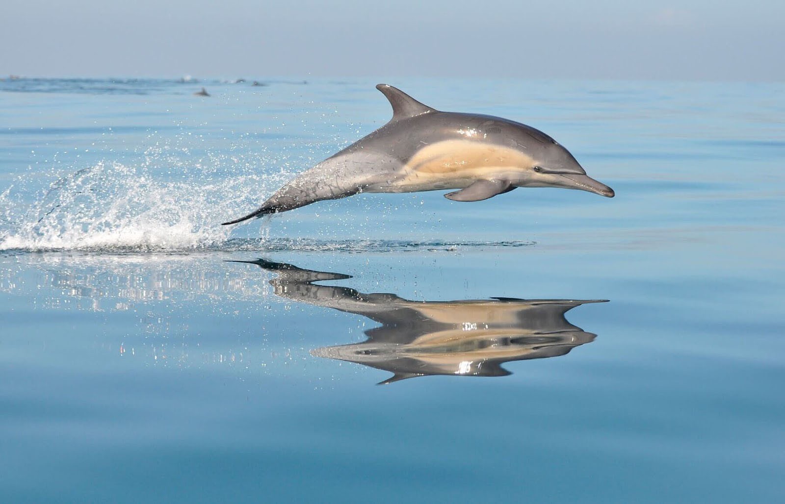 Sunrise Dolphin Watching Boat Trip from Playa de Palma gallery 2