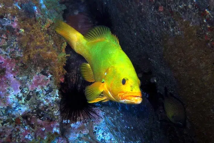 PADI Open Water Diver Course in Madeira (3 Days) gallery 6