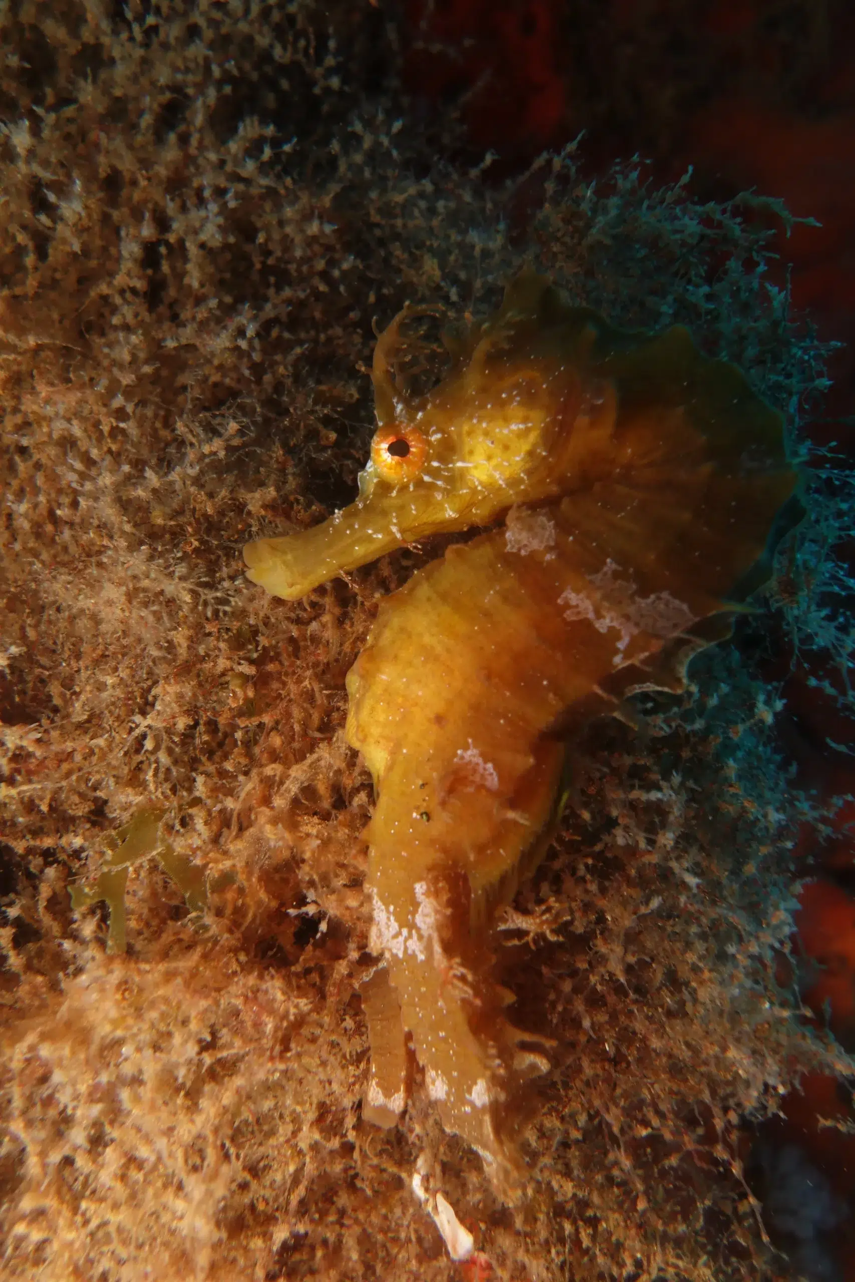 Shore Dive at Ponta de São Lourenço (House Reef) gallery 9