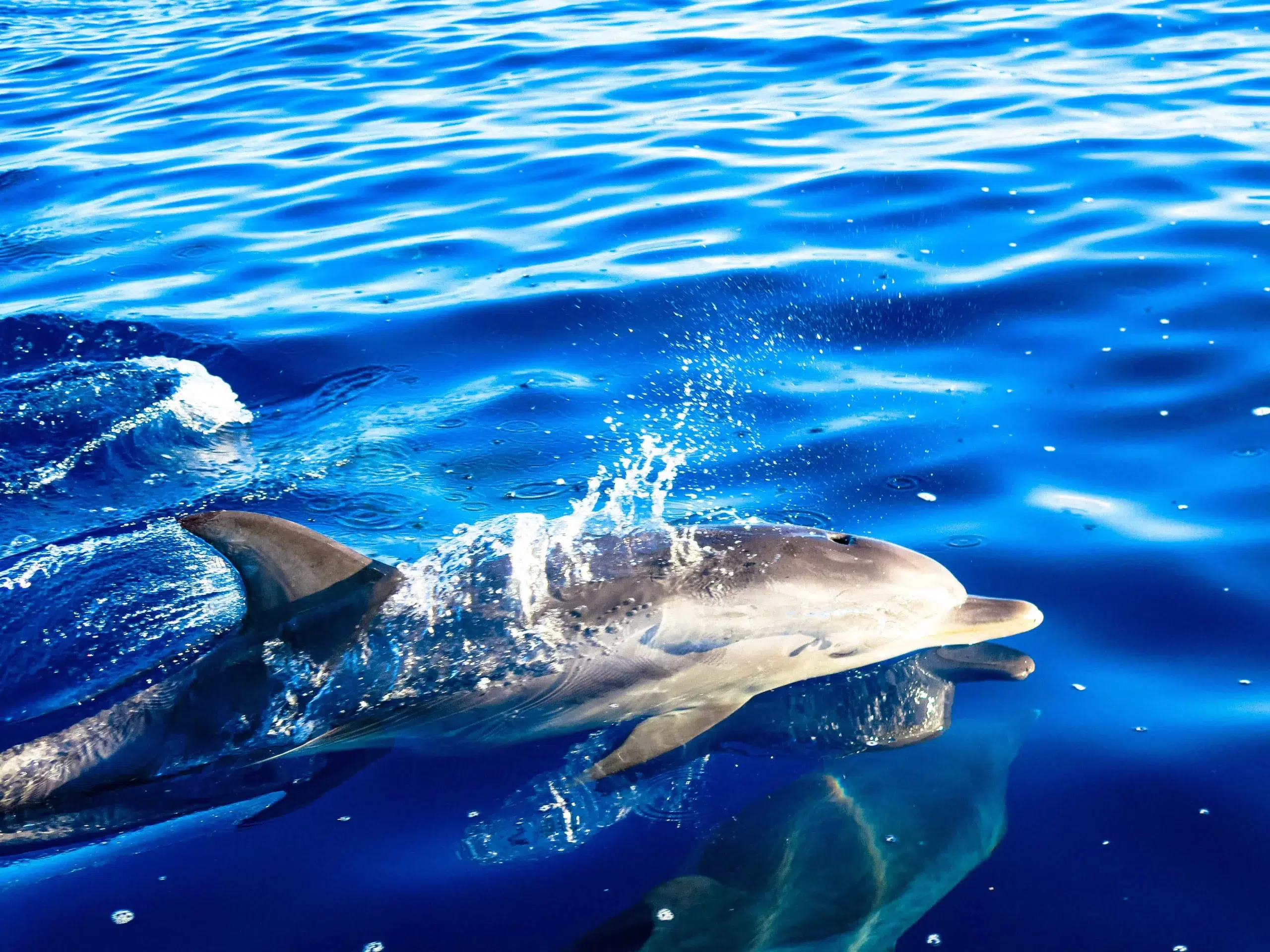 Whale & Dolphin Watching Speedboat Tour from Funchal gallery 8