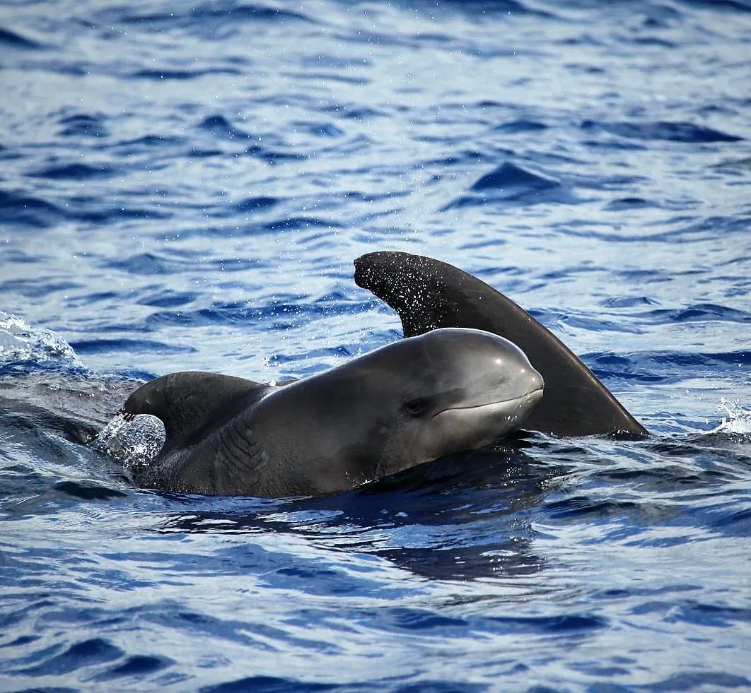 Responsible Whale & Dolphin Watching Speedboat Tour from Funchal gallery 9