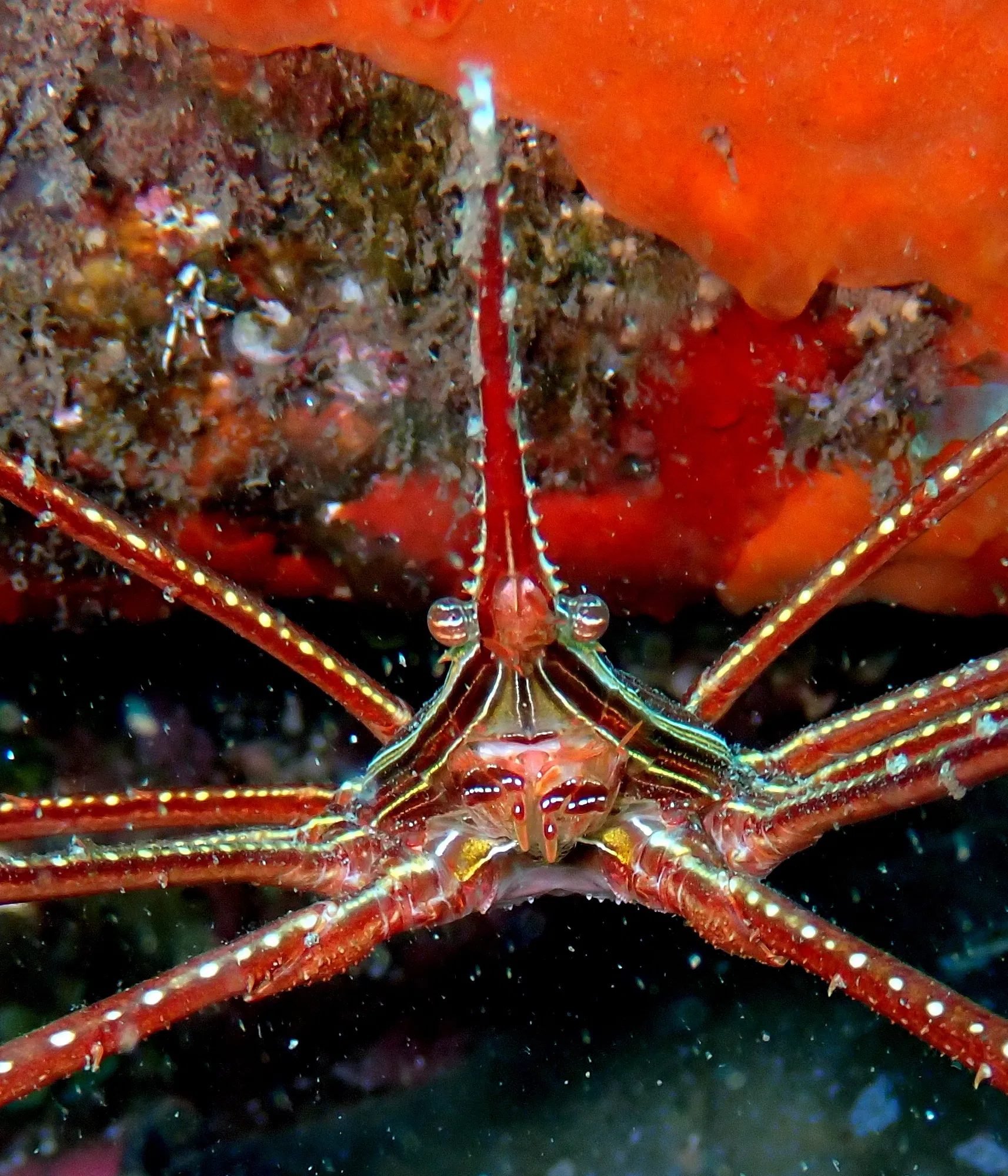 2 Boat Dives in Garajau Marine Reserve (Certified Divers) gallery 5