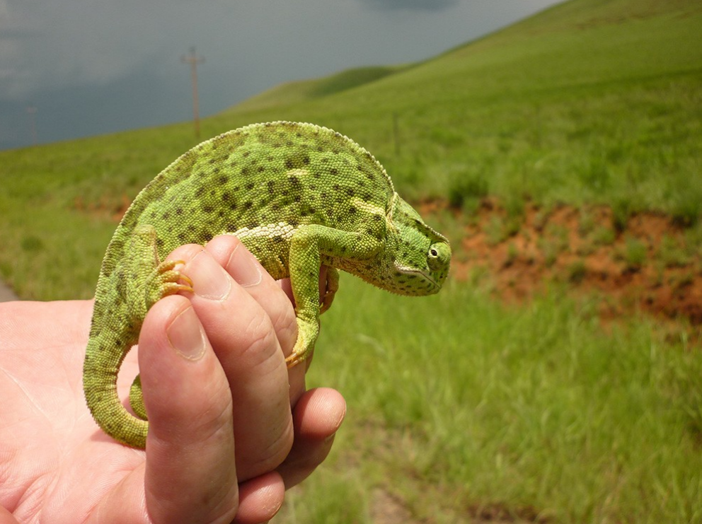 Northern Drakensberg MTB Trail 3-Night Lodge-to-Lodge Tour gallery 2