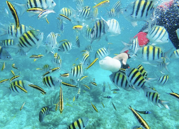 Isla Catalina Snorkel & Beach Day from Punta Cana with Lunch gallery 2